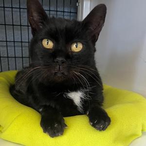 Kayli, adult, available for adoption
