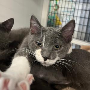 Paul, kitten, available for adoption