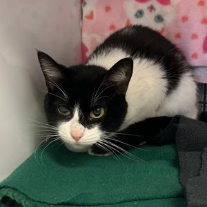Milkshake, adult, available for adoption