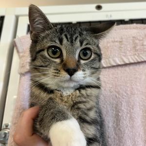 Poppy, kitten, available for adoption
