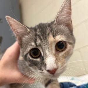Penelope, kitten, available for adoption