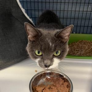 Fergalicious, senior, available for adoption