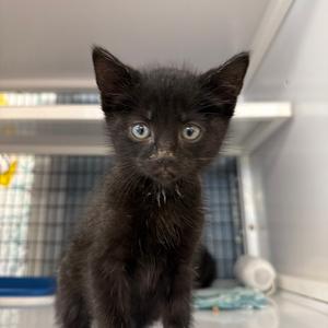 Darth Vader, kitten, available for adoption