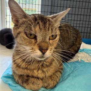 Dolly, adult, available for adoption