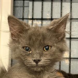 Bush, kitten, available for adoption