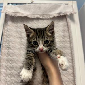 Blueberry, kitten, available for adoption