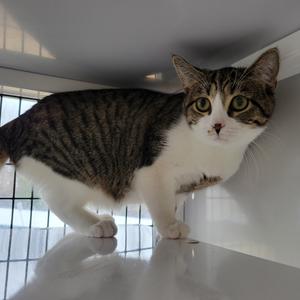 Flame, adult, available for adoption