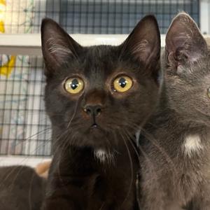 Linda, kitten, available for adoption