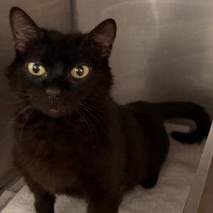 Lady Bug, adult, available for adoption
