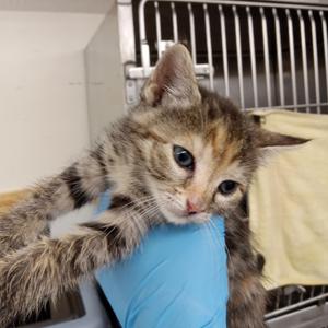 Mountain Dew, kitten, available for adoption