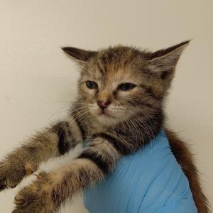 Dr. Pepper, kitten, available for adoption