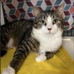 Fern, young, available for adoption