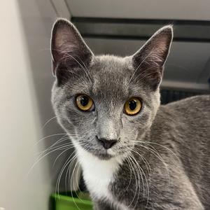 A close-up of a gray cat with yellow eyes and white whiskers.