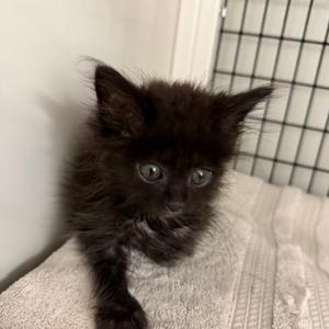 Jack, kitten, available for adoption