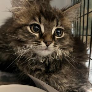 Copper, kitten, available for adoption