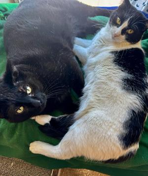 Penne & Orzo, adult, available for adoption