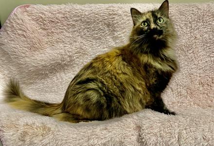 Farrah, adult, available for adoption