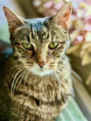 Kathy, senior, available for adoption