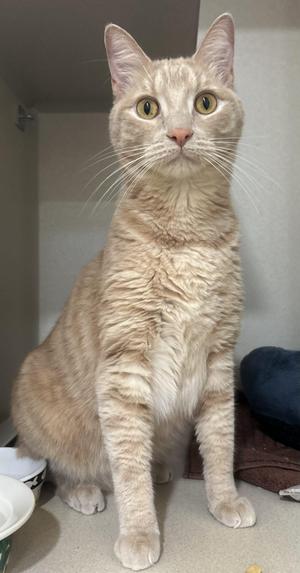 A light-colored cat with yellow eyes sitting upright.