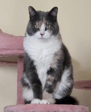 A fluffy cat with a mix of gray, white, and black fur sitting on a pink cat tree.