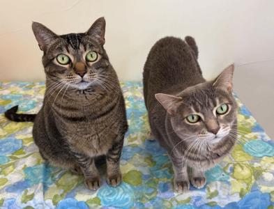 Gal & Gat, adult, available for adoption