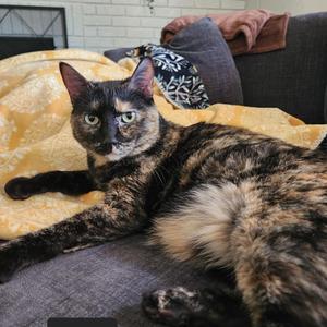 Yuumi, adult, available for adoption