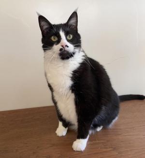 MJ, senior, available for adoption