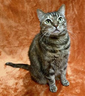 Rose, adult, available for adoption