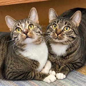 Lemmy & Lacey, adult, available for adoption