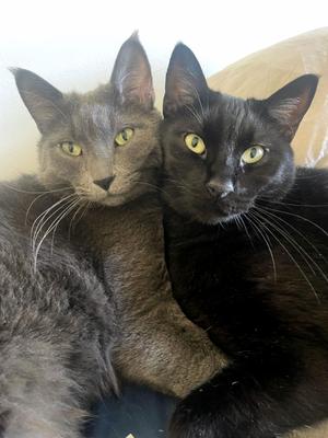 Gray & Bean, adult, available for adoption