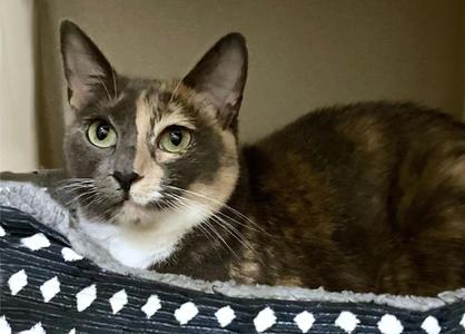 Ciara, adult, available for adoption