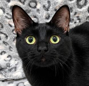 Ashley, adult, available for adoption