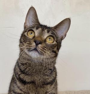 Sazerac, adult, available for adoption