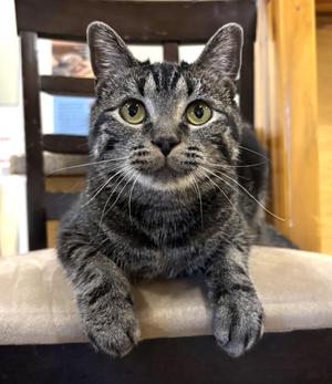 Wheatie, adult, available for adoption