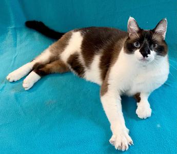 Jaz, adult, available for adoption