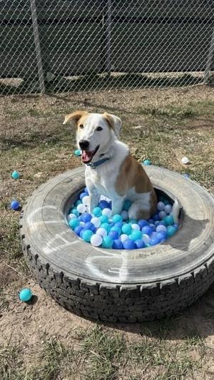 Waylon, Australian Cattle Dog / Blue Heeler, young, available for adoption