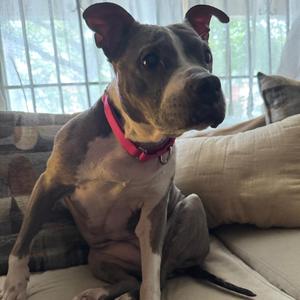 Mala, Mixed Breed, senior, available for adoption