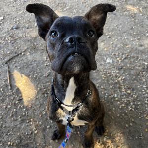 Eagle (Go Birds!), Mixed Breed, young, available for adoption