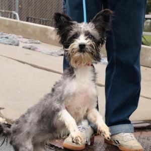 Sally, Mixed Breed, adult, available for adoption