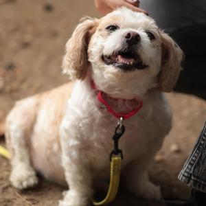 Riya, Mixed Breed, senior, available for adoption