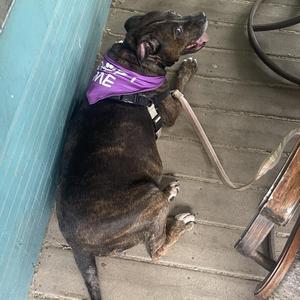 A brindle dog wearing a purple bandana with the text "PET ME" lying on a wooden deck next to a blue wall.