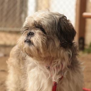 Carlo, Mixed Breed, adult, available for adoption