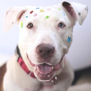 A white dog with colorful stickers on its face, wearing a red collar, and smiling.
