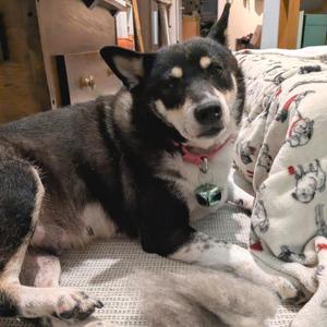 Potato Chip, Mixed Breed, senior, available for adoption