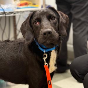 Sunny, Mixed Breed, young, available for adoption