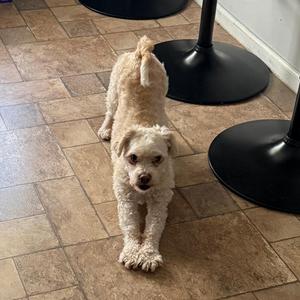 Max, Mixed Breed, senior, available for adoption