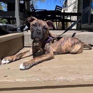 Bo, Mixed Breed, young, available for adoption