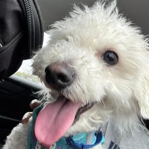 Prince, Mixed Breed, adult, available for adoption