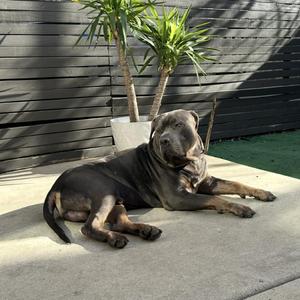 Gaza *courtesy post*, Mixed Breed, adult, available for adoption