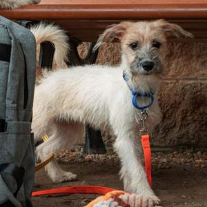 Innocent, Mixed Breed, puppy, available for adoption